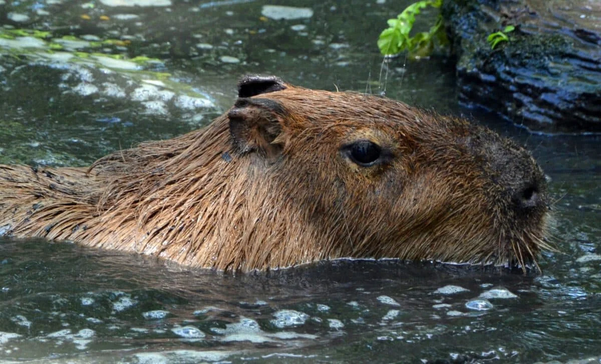 The 480-Kilogram Giant Rodent of Ancient South America Revealed