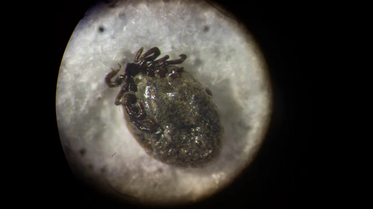 Tick-bite surge pushes Maryland ERs toward peak tick season
