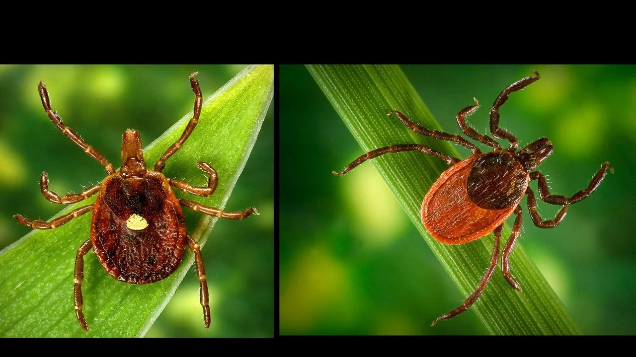 Long Island ticks surge: how experts gauge this season's severity