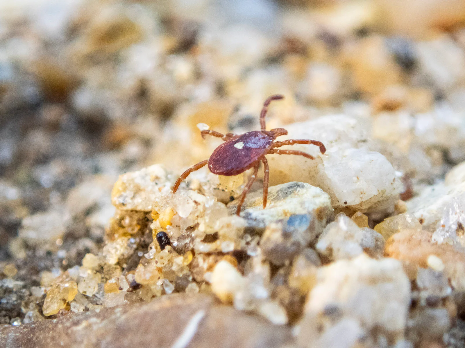 Tick Tide Shapes Martha’s Vineyard’s Health and Hospitality