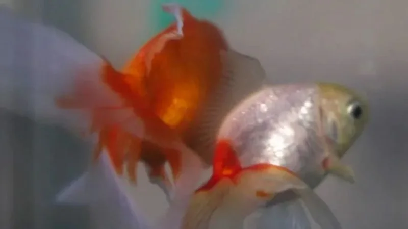 Argentina court grants legal rights to two goldfish in landmark ruling