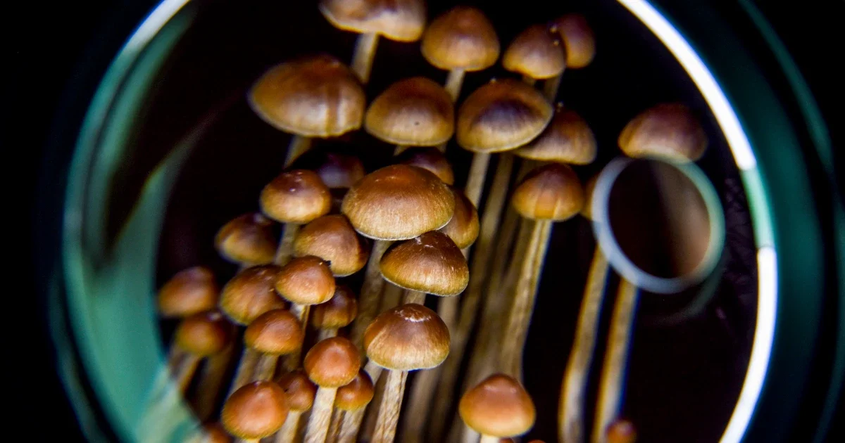 Tiny psilocybin study links intense trips to brain wiring changes