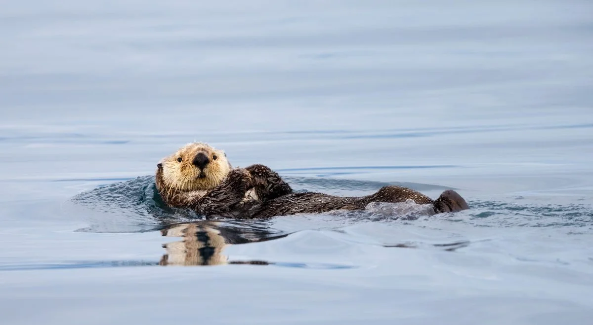 Deck Guest: Sea Otter Stows Away on UK Kelp Research Boat