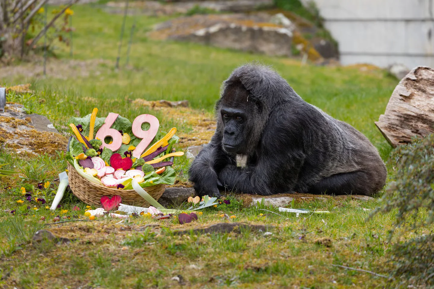 Fatou’s 69th birthday marks Berlin Zoo’s oldest captive gorilla