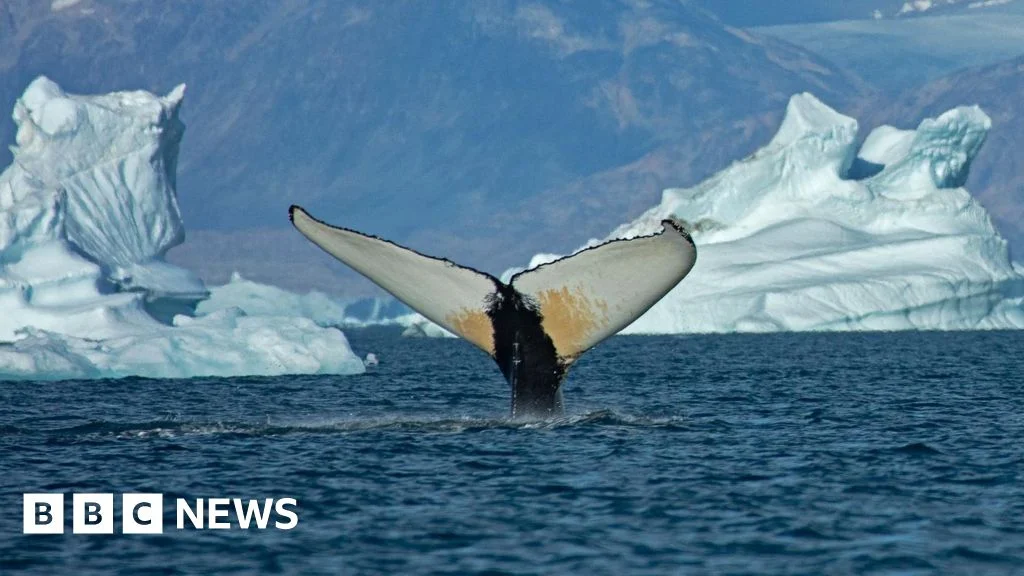 Giant Whales Flock to Ice-Free East Greenland as Sea Ice Recedes
