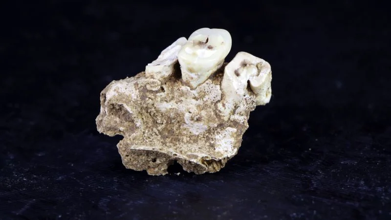 Oldest known drug use traced to 25,000-year betel nut habit