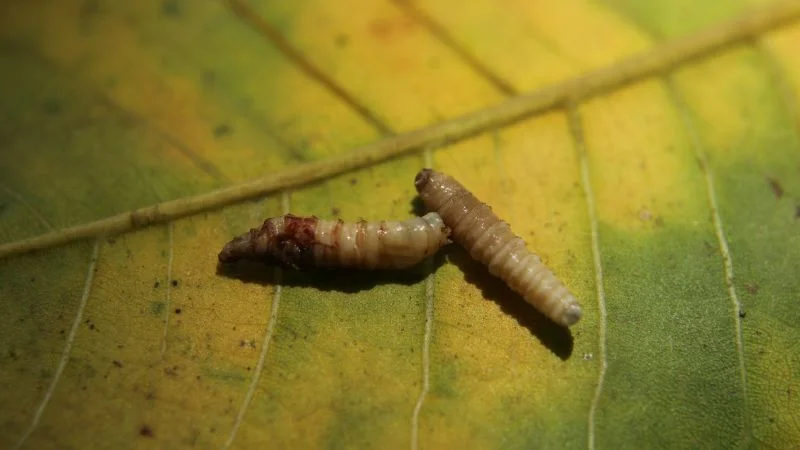 Return of the New World screwworm roils US beef markets amid cross-border crime links