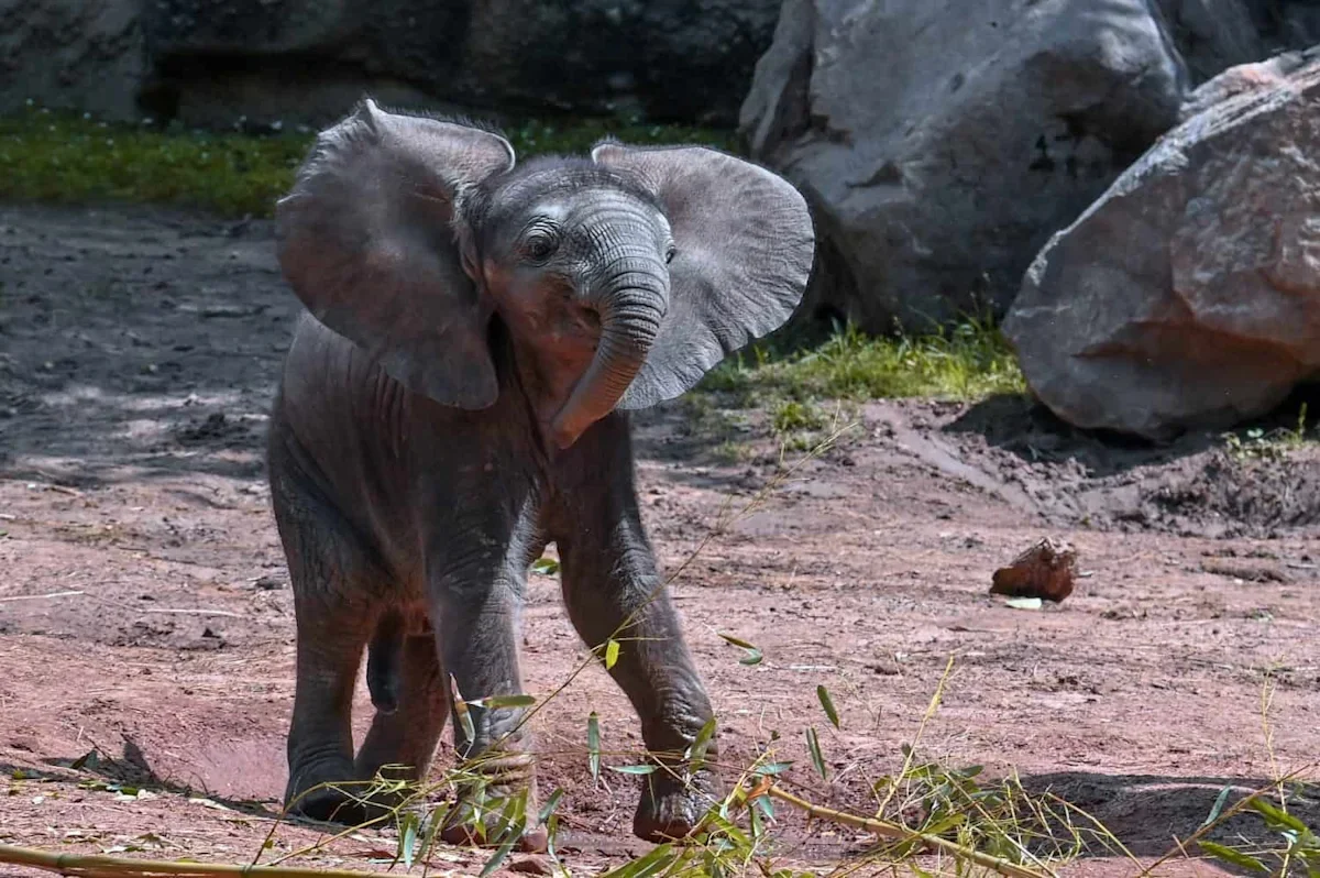 Myth-Busting: Elephants Don’t Fear Mice—They’re Just Cautious