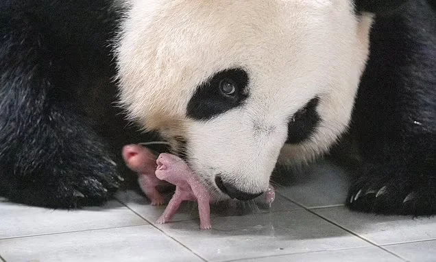 "Panda's Heartwarming Double Delivery Marks Historic Moment in South Korea"