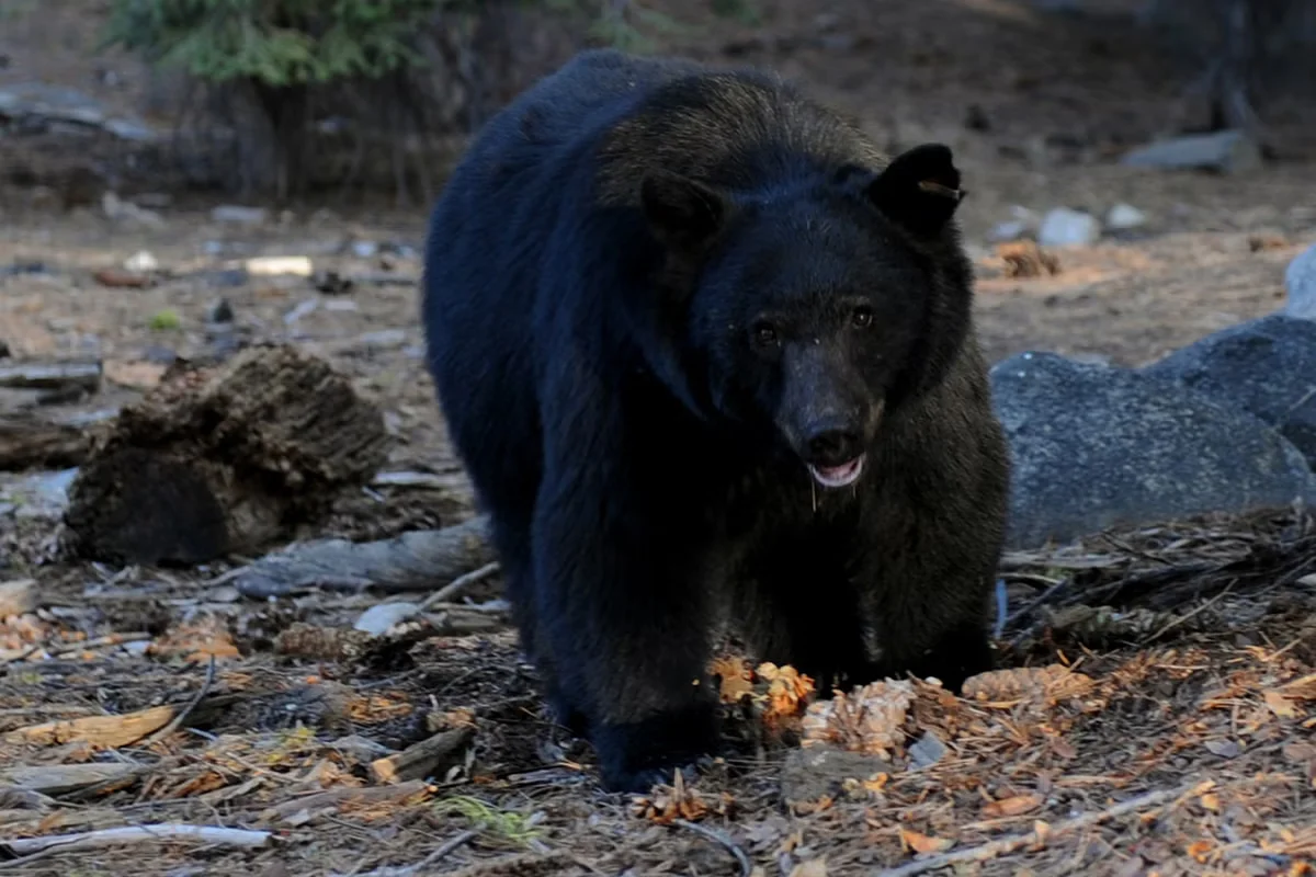 Bear Breaks Into Kentucky Home, Steals Leftover KFC While Woman Sleeps