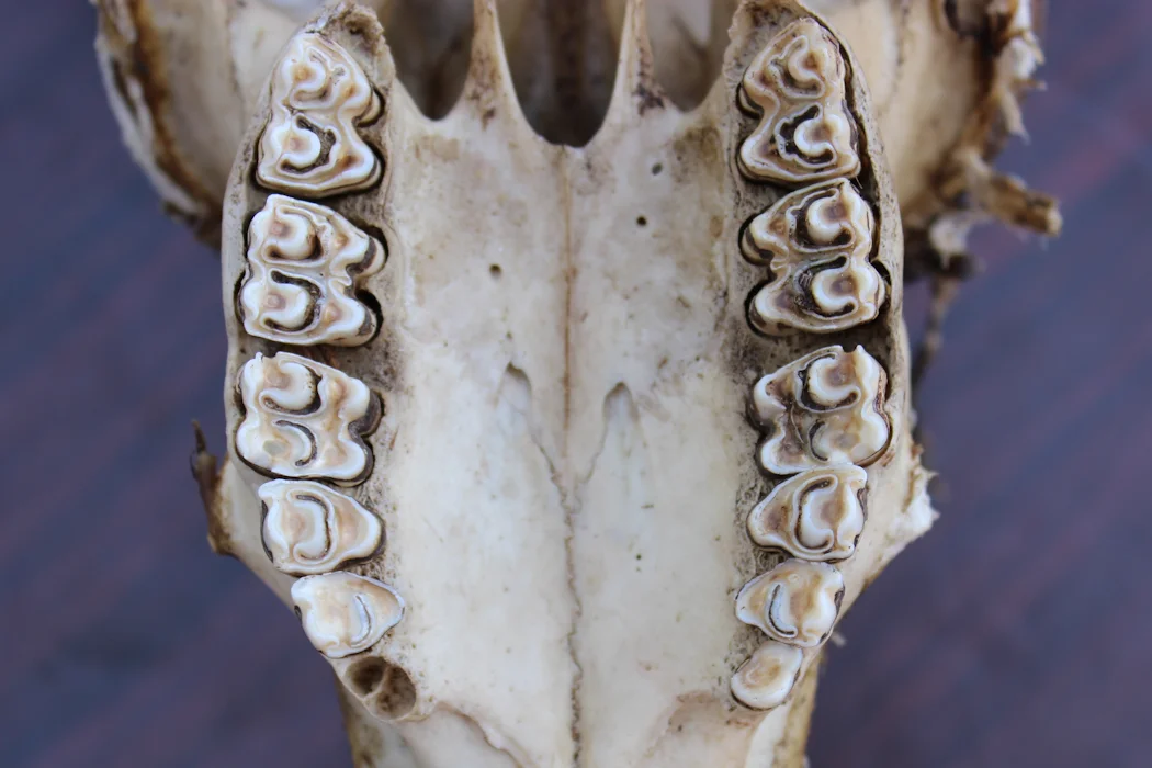 Tooth enamel decodes Africa's ancient landscapes shaping early humans