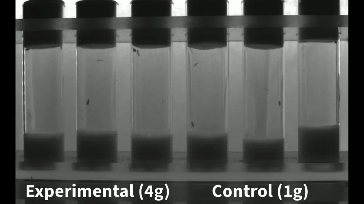 Fruit Flies Survive and Adapt Under Extreme Gravity