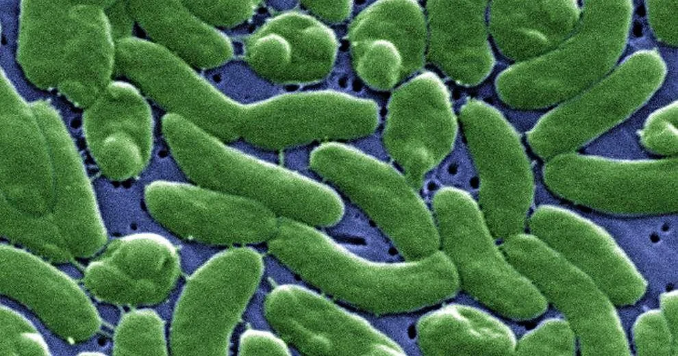 Coastal Vibrio Outbreak Claims Five Lives in Louisiana