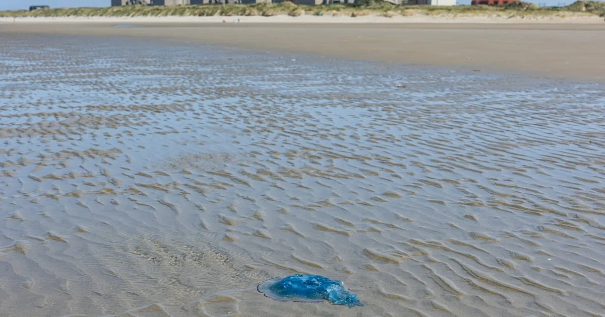 Gravelines Faces Jellyfish Invasion Again, Forcing Nuclear Shutdowns