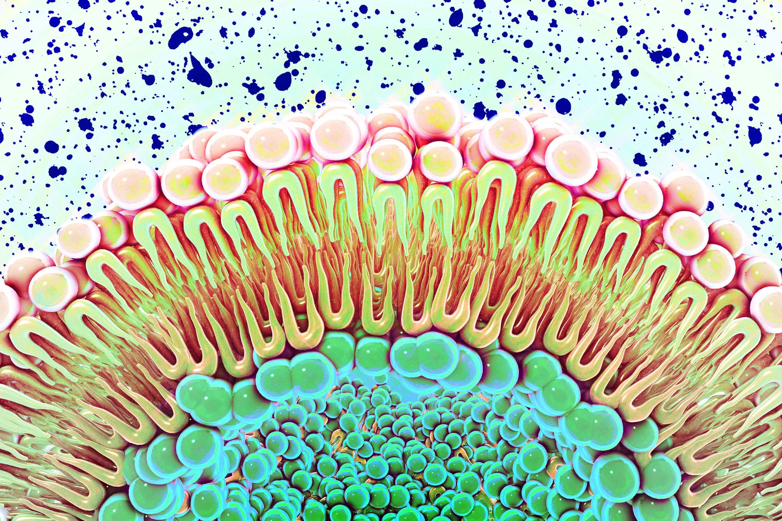 Membrane lipids can lock EGFR in constant growth mode, MIT study shows