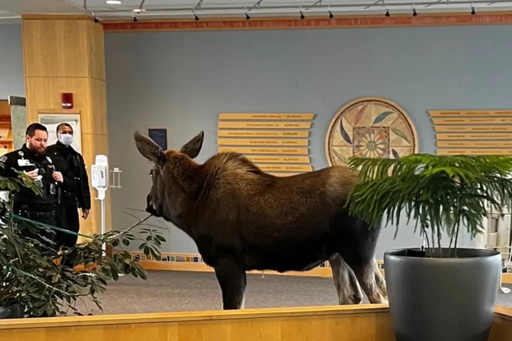 Moose munches on hospital lobby plants in Alaska.