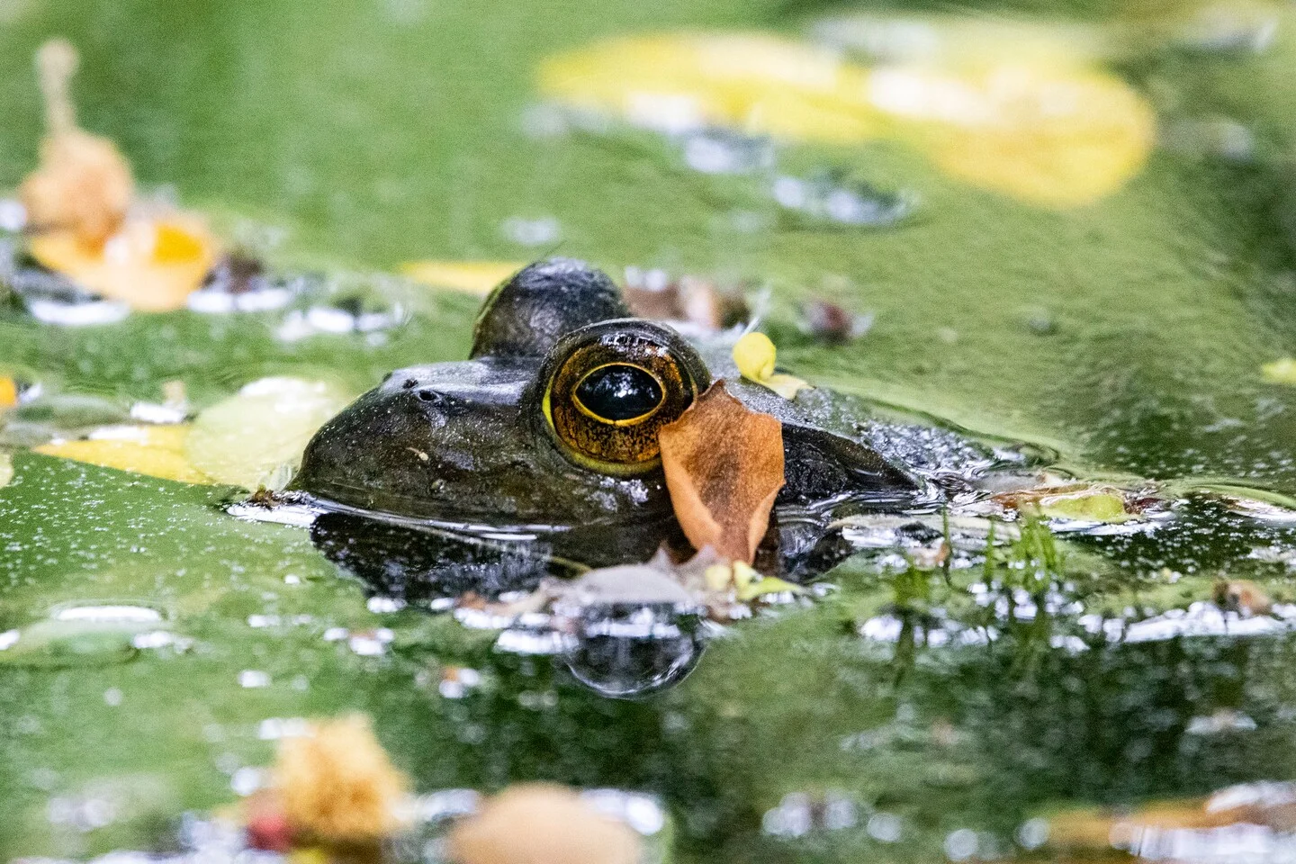Rainy Weekend Ahead for D.C. Area