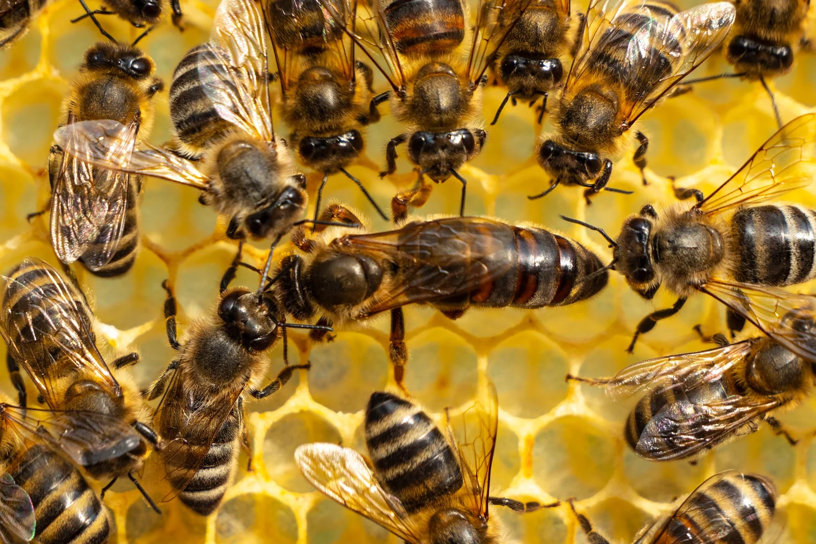 Queen Bees: A Colony-Crafted Path to Royalty
