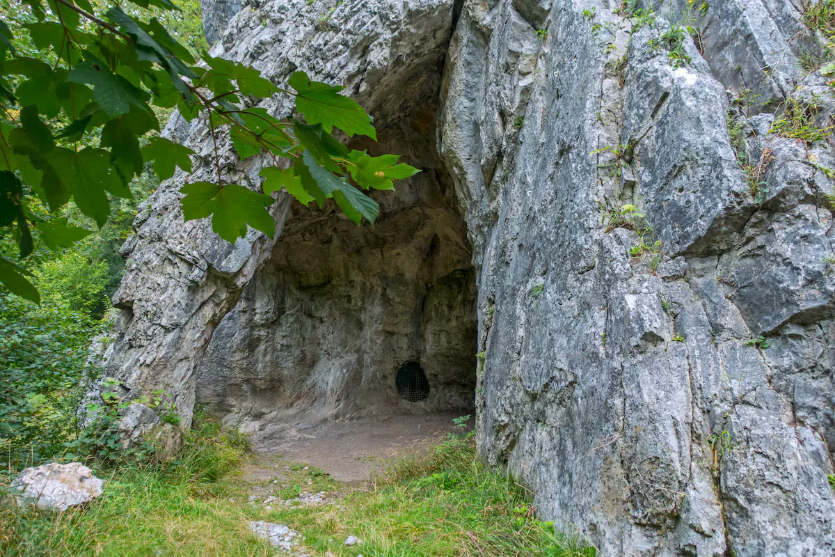 DNA reshapes Neanderthal extinction: population webs and possible human impact