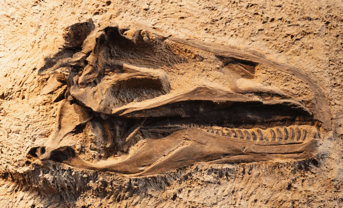 Undergrad Uncovers Hidden Late-Triassic Carnivore, Redrawing Dino History