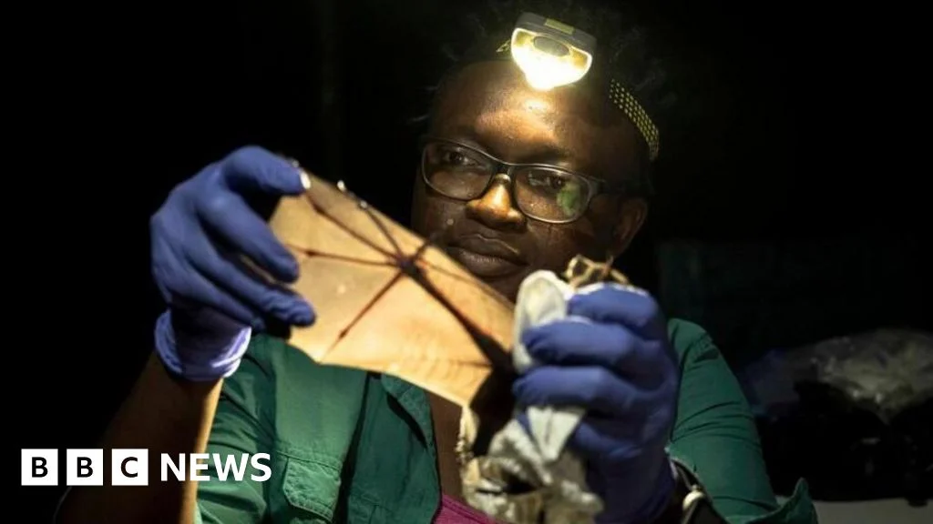 Nigerian ecologist wins Goldman Prize for community-led bat conservation