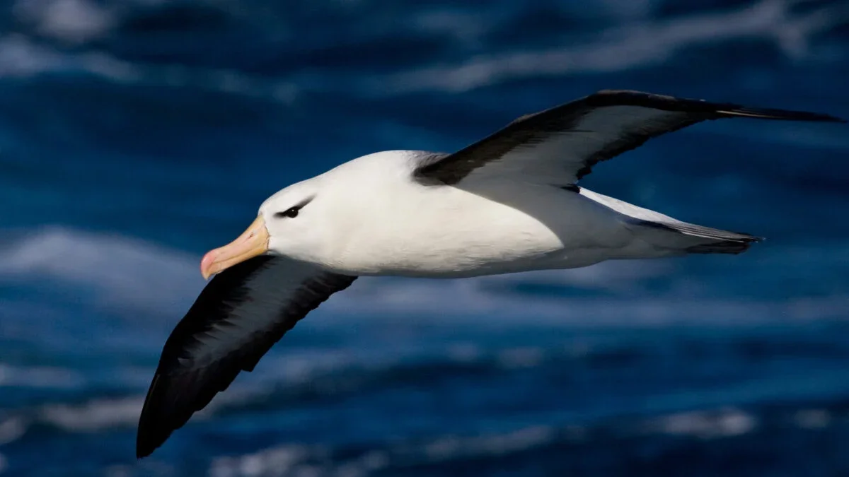 Bird Wings Aren’t Optimized for Maximum Flight, Study Finds