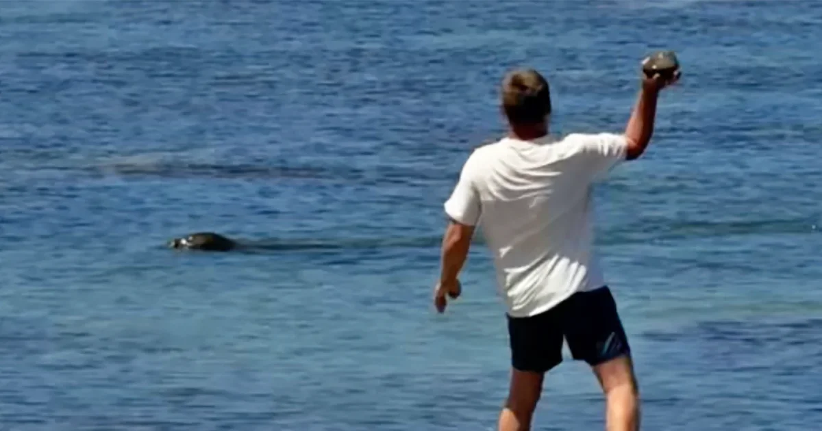 Washington man charged after rock-throw at endangered Hawaiian monk seal amid threats