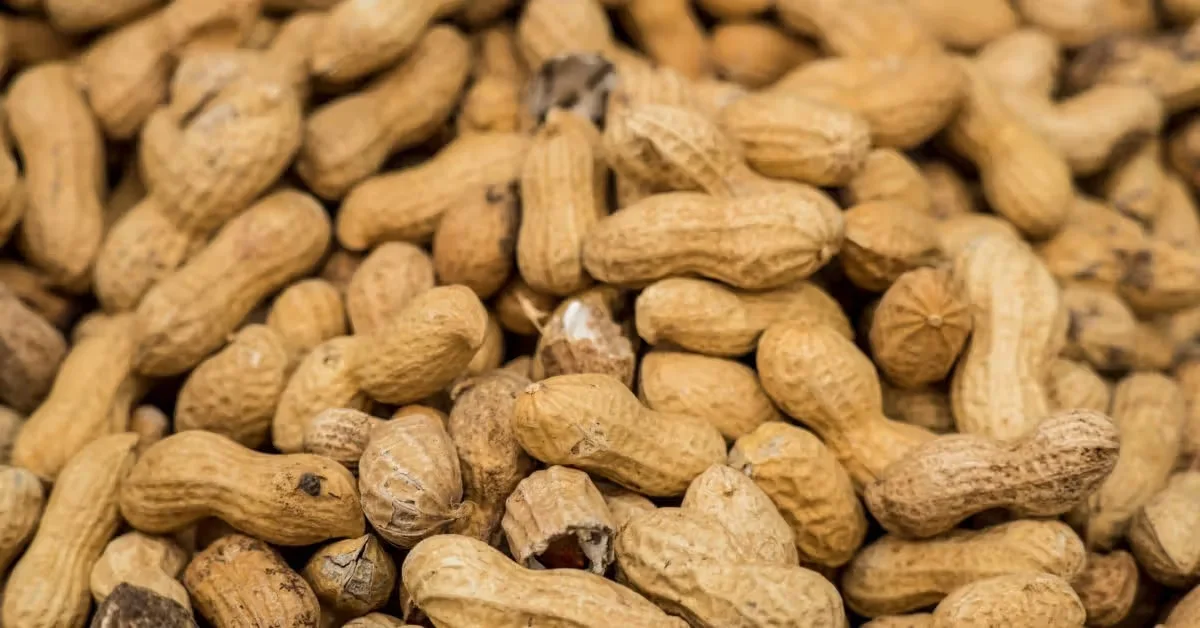 Gut microbiome therapy shows early promise for peanut allergy