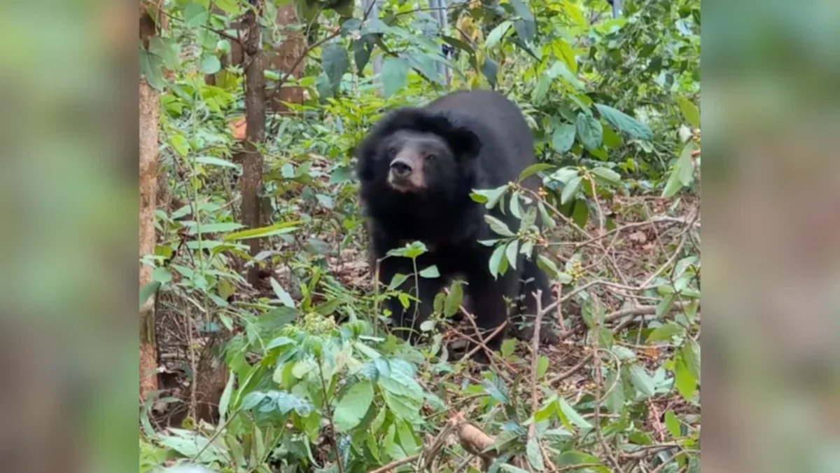 Rescued Moon Bear Kala Takes Nine Months to Step Outside, Finds Her Freedom