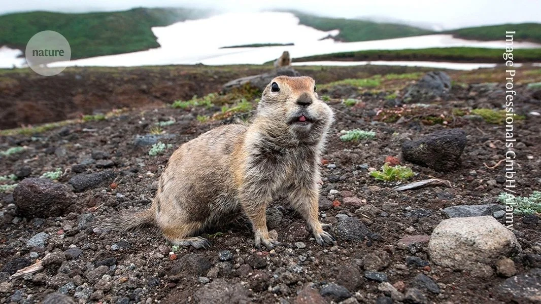 Ancient ground squirrels feasted on megafauna carcasses, DNA study uncovers