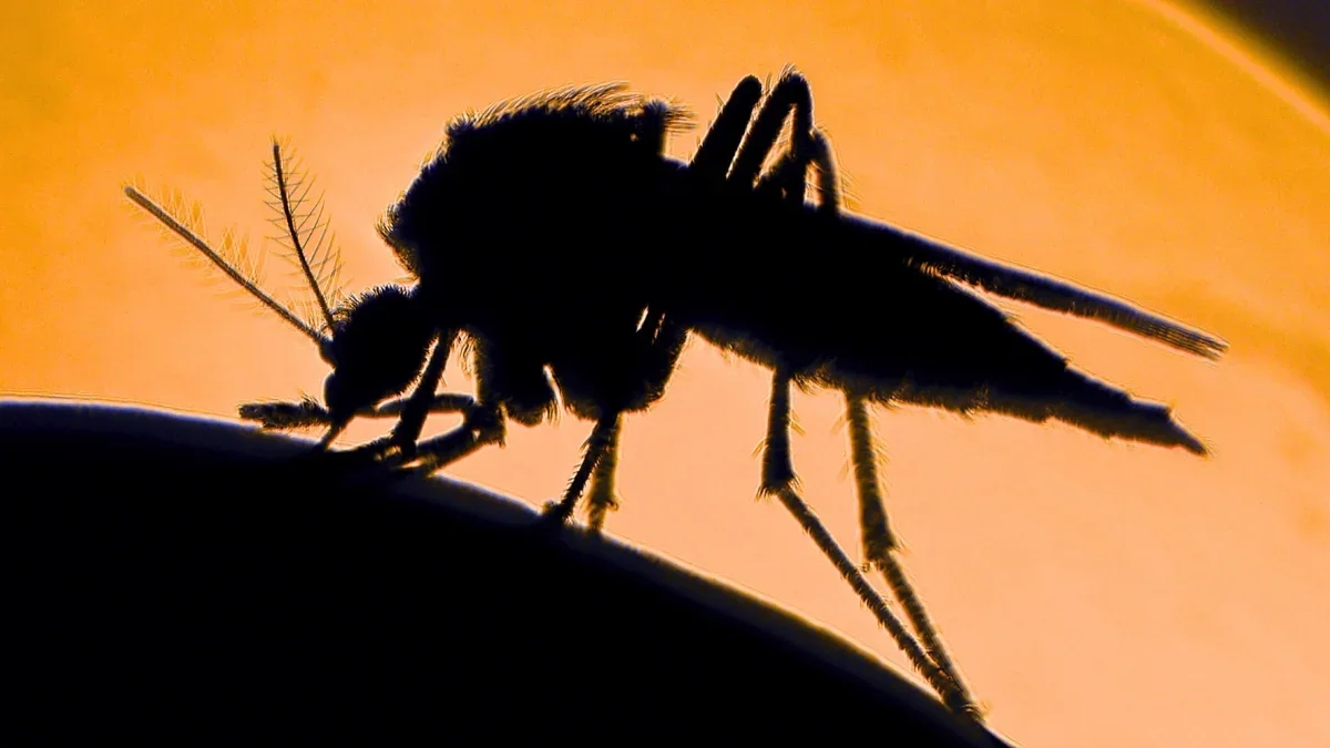 Mosquito Magnets: Why Odor, CO2, and Heat Make Some People Prime Bite Targets