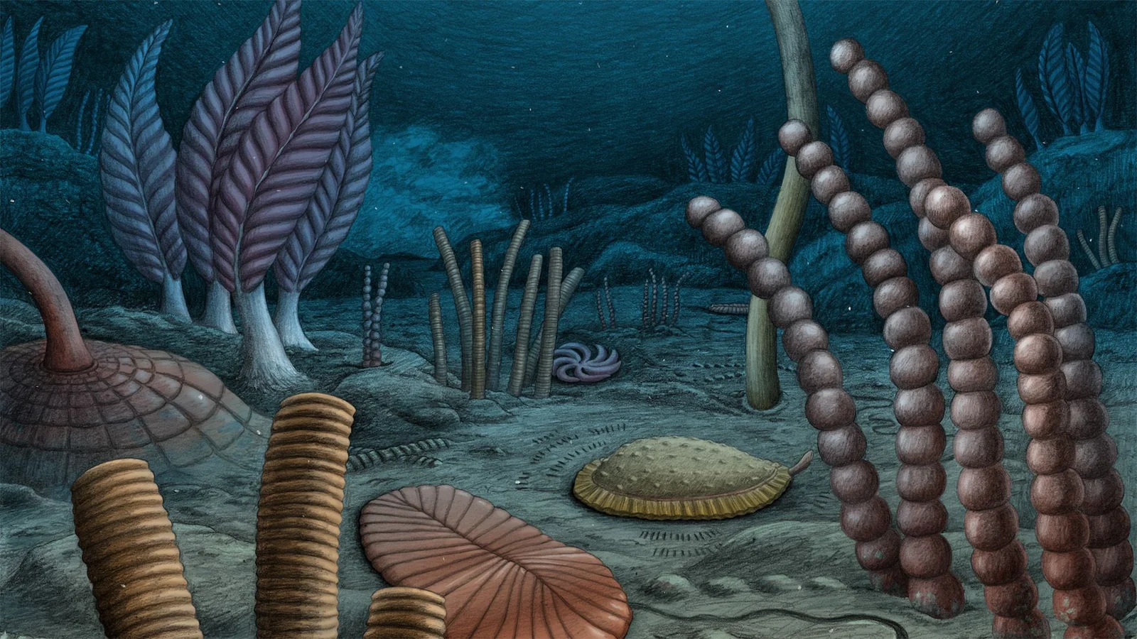 Canadian fossil cache suggests complex animals began earlier than we thought