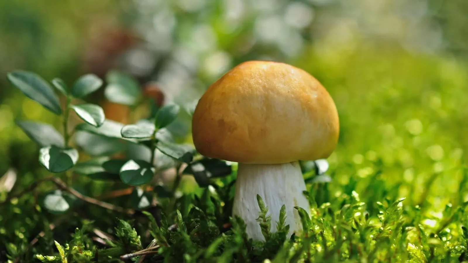 Deep Underground Jungle Reveals Hidden Carbon Cycle