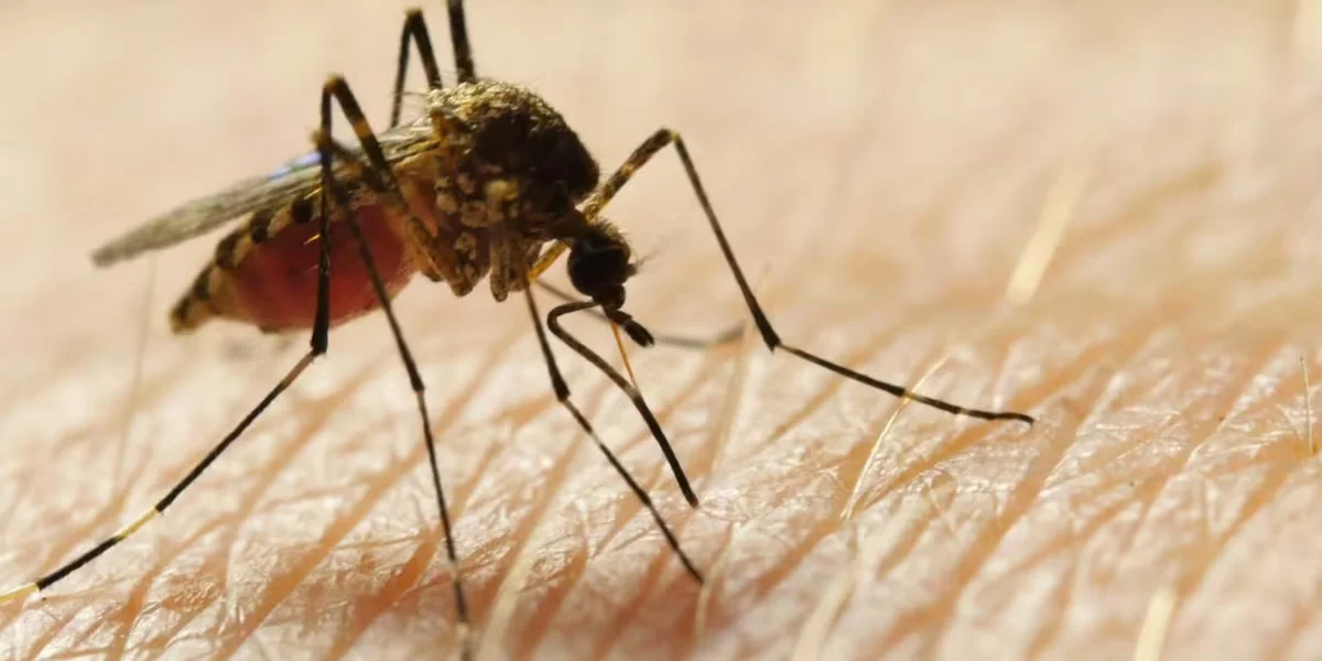La Crosse encephalitis case in Oconee County prompts local mosquito-control efforts