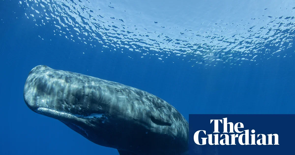 Whale Talk Mirrors Human Language, New Study Finds