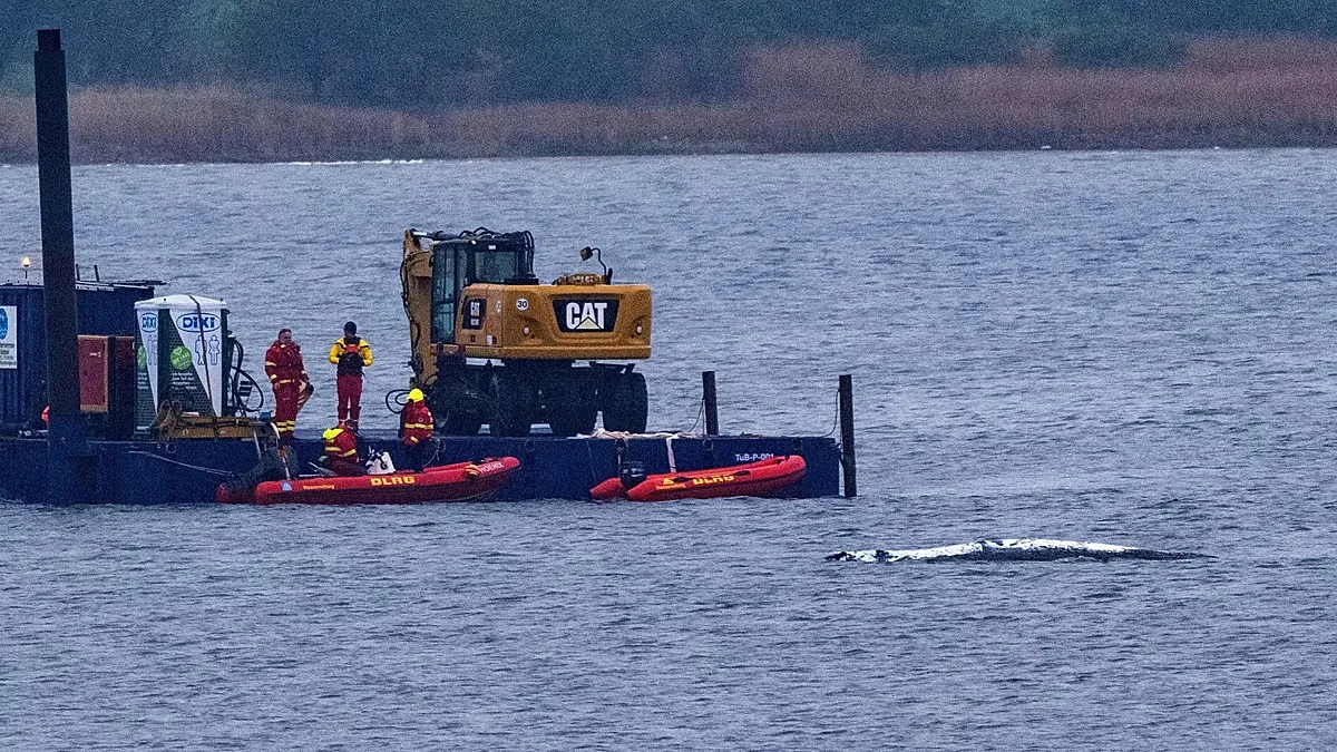 Timmy the stranded humpback sparks another rescue bid off Germany