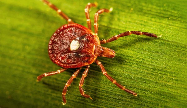 Tick Bite ER Visits Surge as Climate Shifts in Southern Illinois