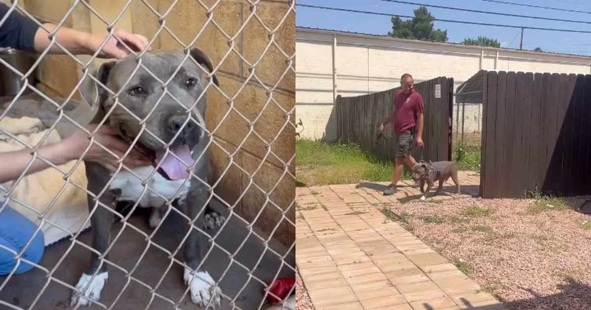 Senior Shelter Pup Finds Forever Home After One Final Walk