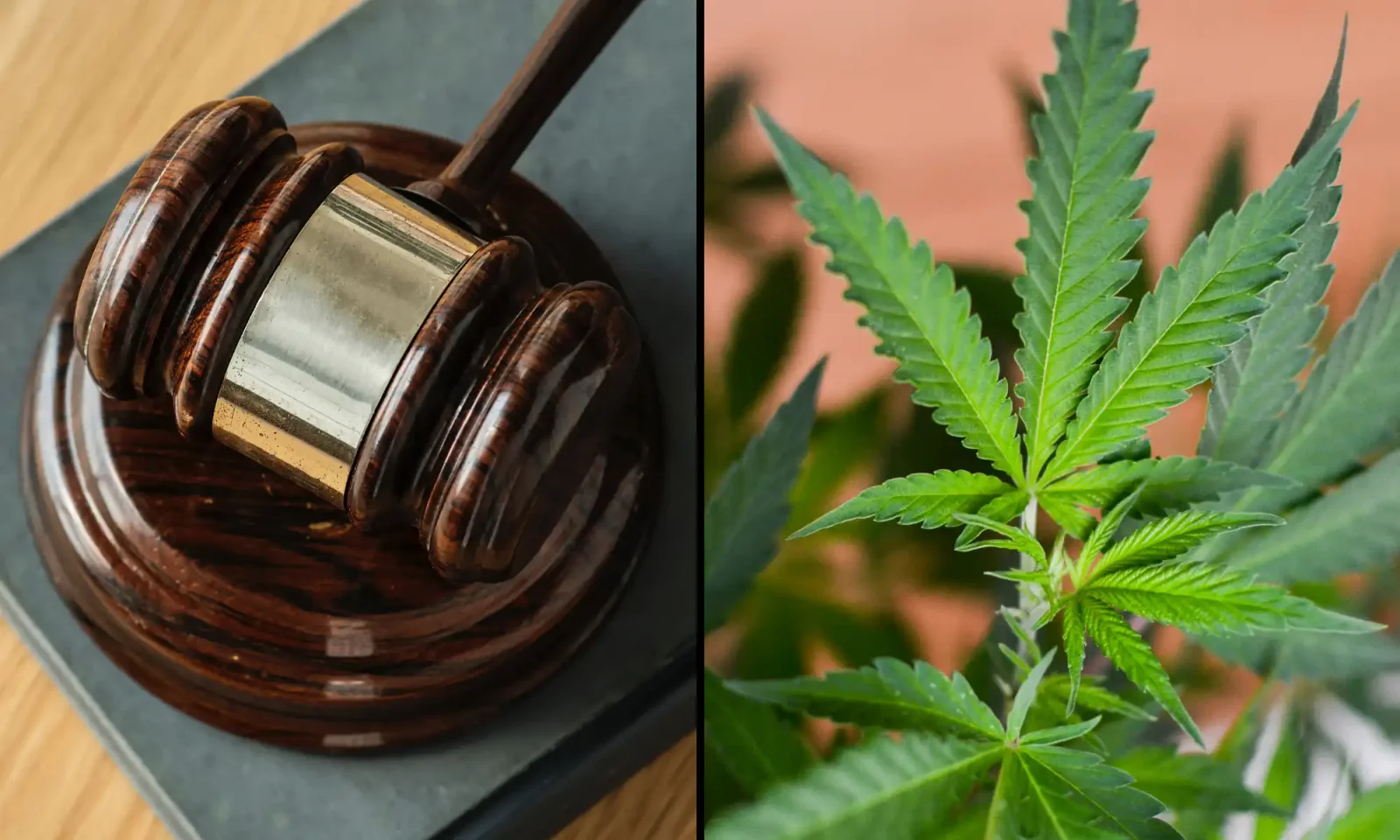 DEA Sets Ground Rules for Marijuana Scheduling Hearing This Month