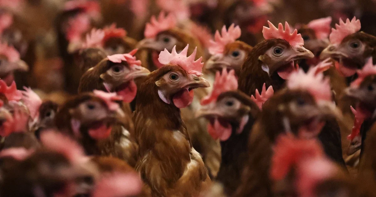 Possible Inadequacy of Existing Vaccines Against Bird Flu in Humans