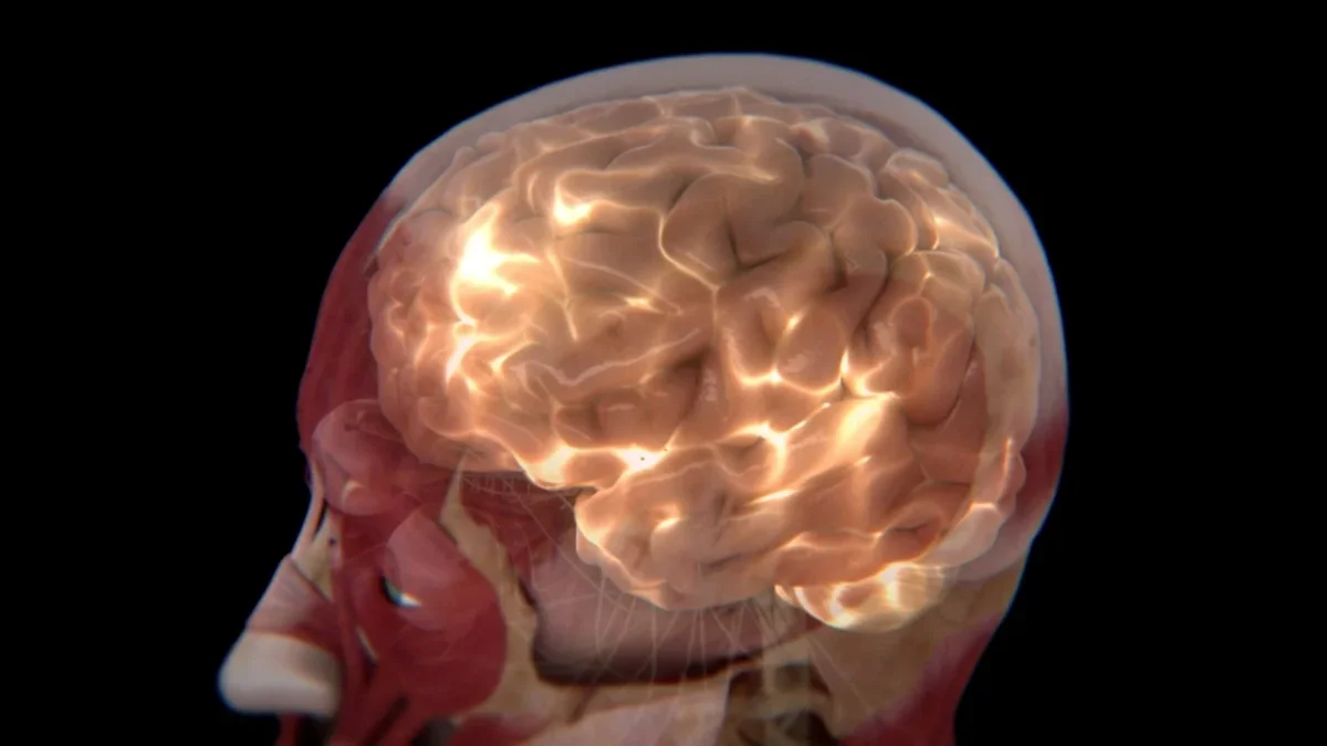 Autism Shows Two Distinct Brain Connectivity Subtypes Across Species