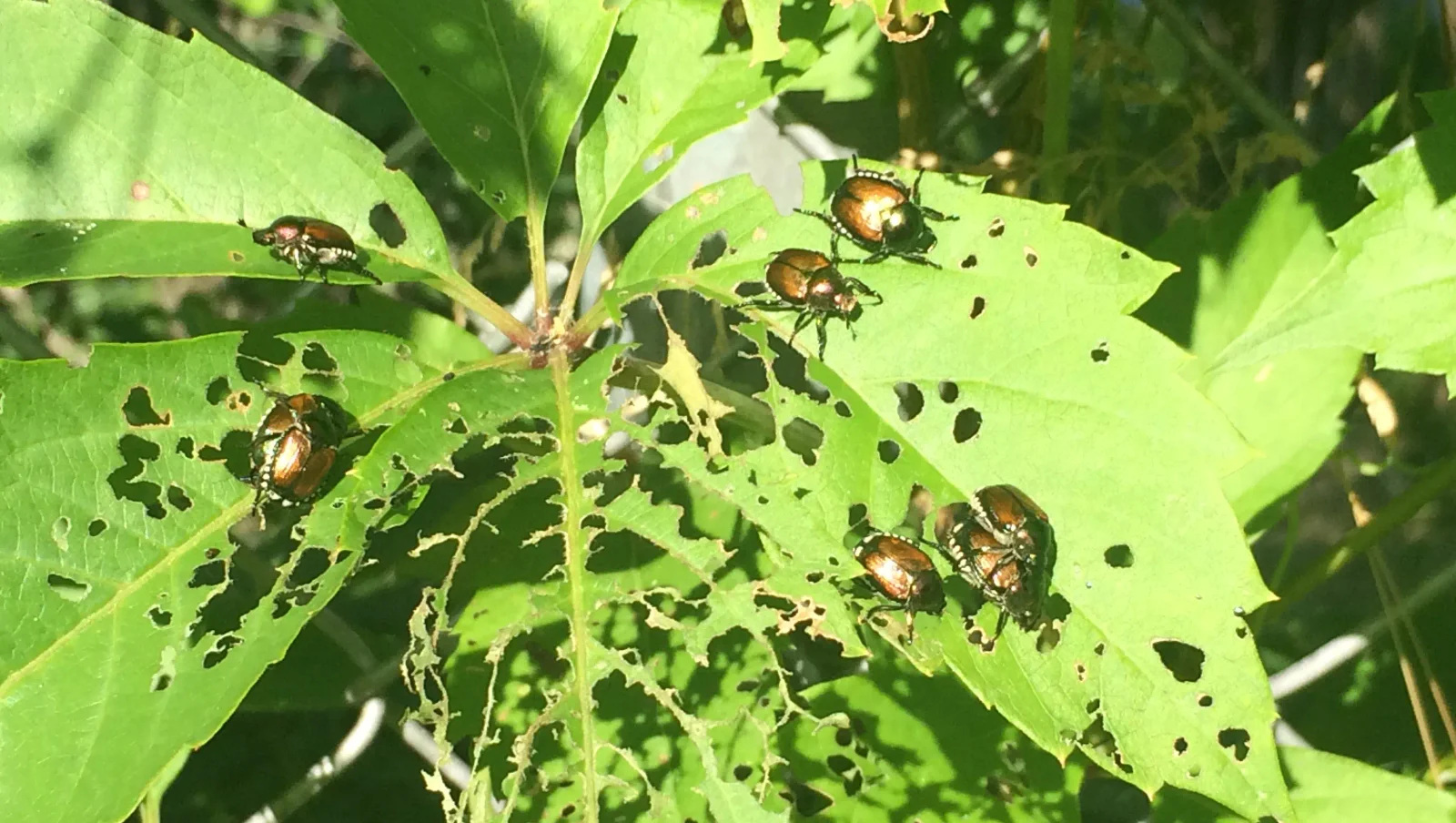 Wisconsin's Japanese beetles push northward, reshaping the garden pest landscape