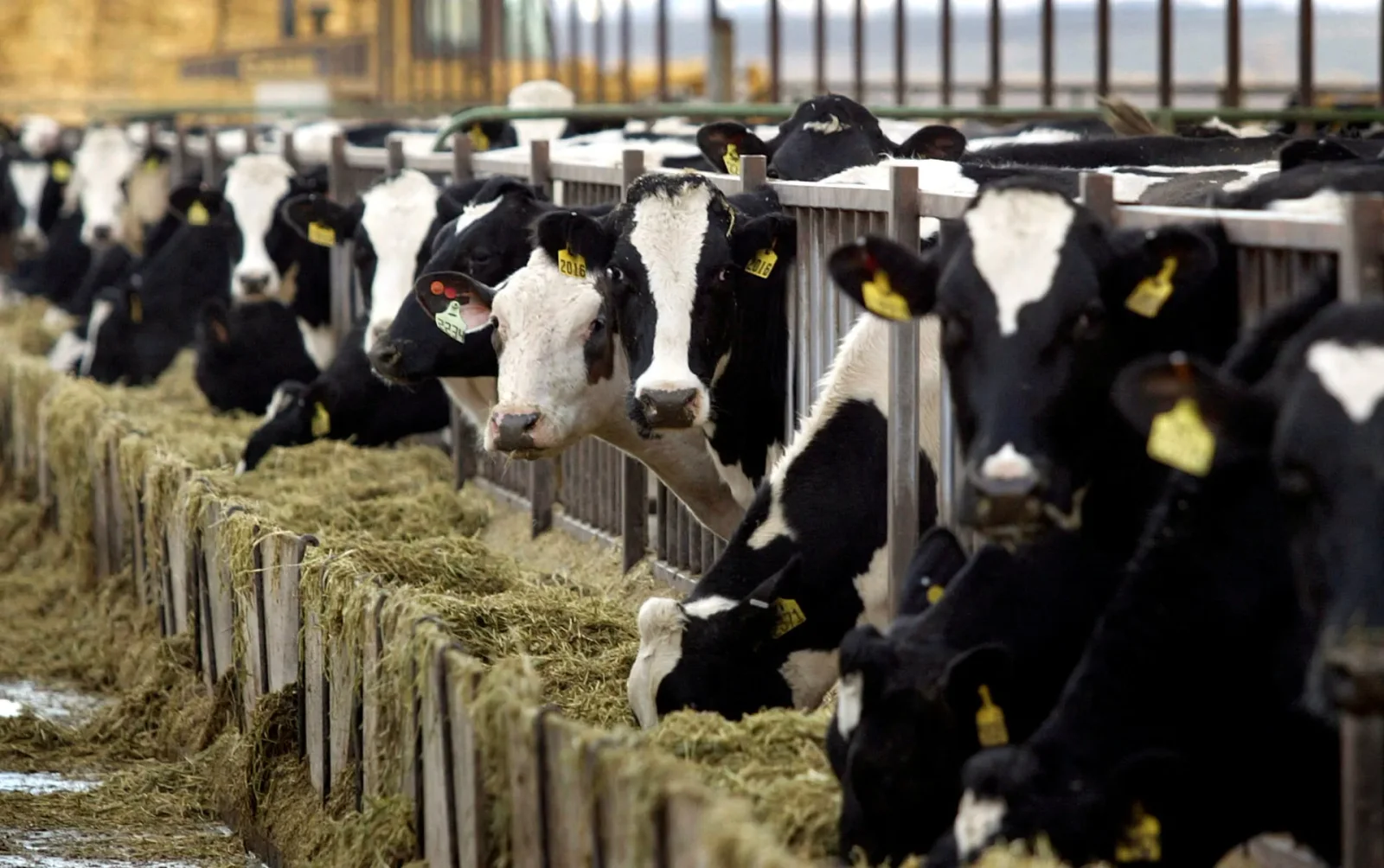 New study questions the health downsides of full-fat dairy