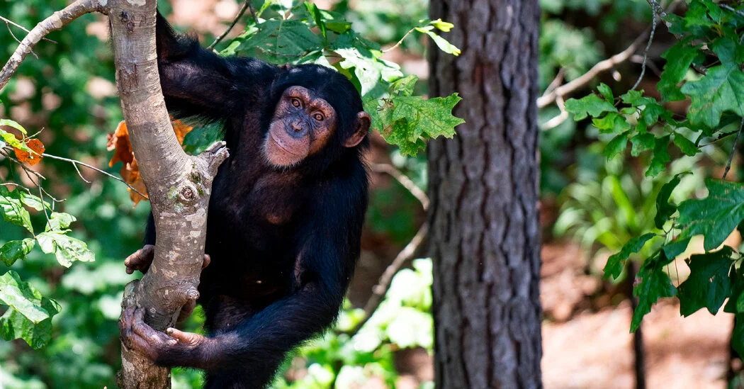 Ape Chuckles Trace the Rhythm of Laughter Through Evolution