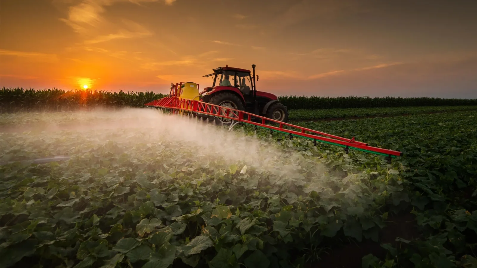 Pesticide mixtures tied to 150% jump in cancer risk, study finds
