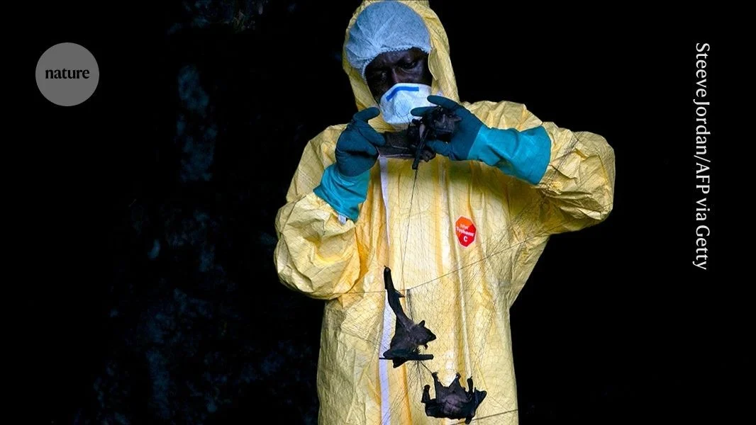 Bats, borders and bushmeat: why Ebola keeps flaring in the DRC