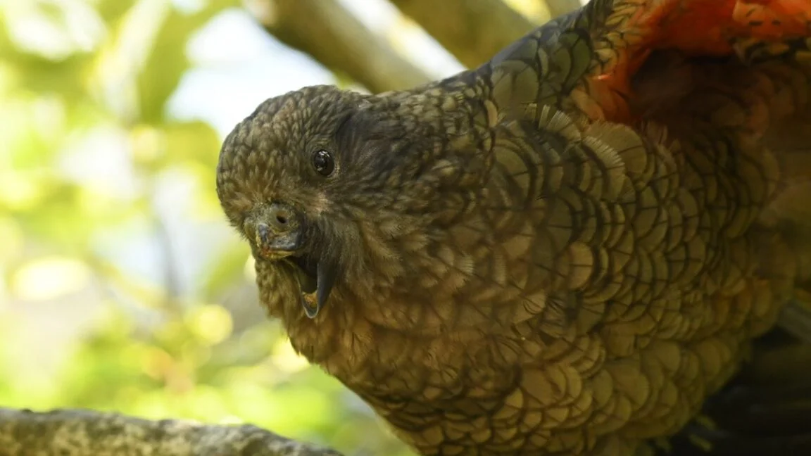 Beakless Kea Bruce Defies Disability by Jousting for Alpha