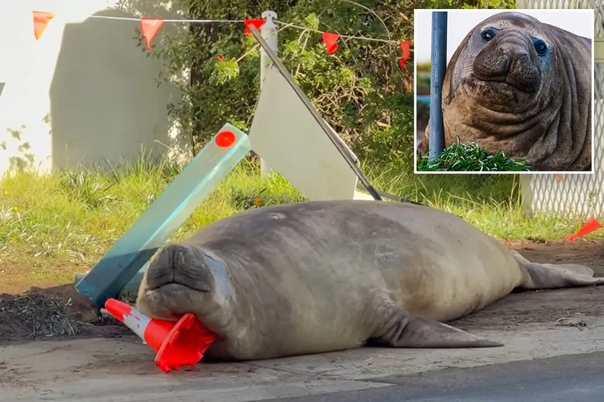 Tasmania pleads for privacy as Neil the seal commands crowds