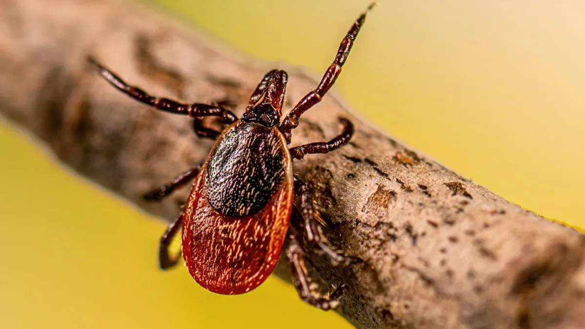 Tick Boom: Michigan Sees Lyme Disease Surge as Ticks Expand Into Suburbs