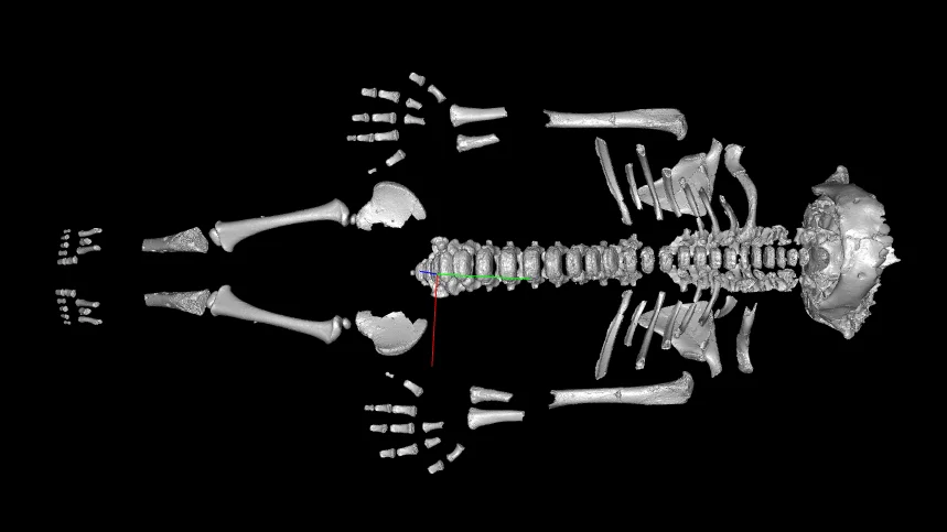 Neanderthal Toddlers Grew Up Faster, Hinting at Harsh-Environment Adaptations